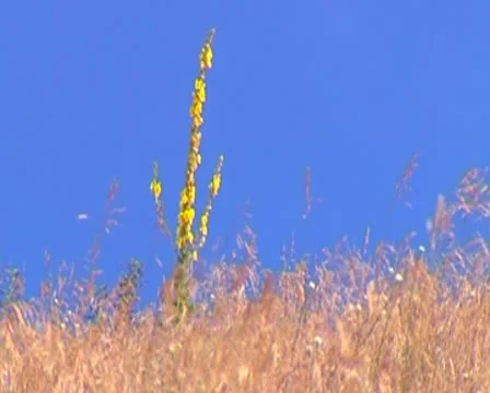 Flower Stock Footage 10571363