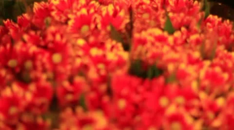 Flower Video stock 10716028