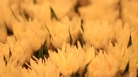 Flower Video stock 10716166