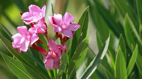 Flower Stock Footage 10835551