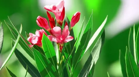 Flower Video stock 10835747