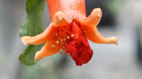 Flower 스톡 동영상 10849710