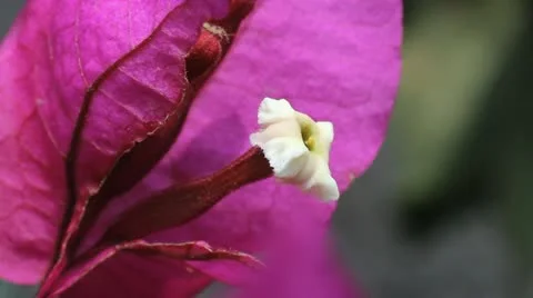 Flower Stock-Footage 10849736