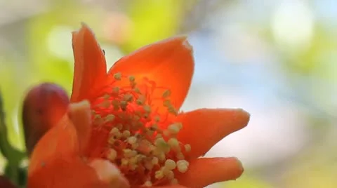 Flower Video stock 10849800