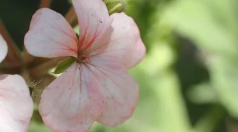 Flower Stock-Footage 10849977