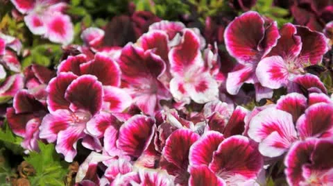 Flower Video stock 10899119