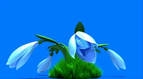 Flower Stock Footage 10911264