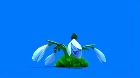 Flower Stock Footage 10911291