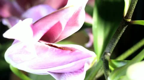 Flower Видео 11251757