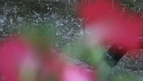 Flower Video stock 11356475