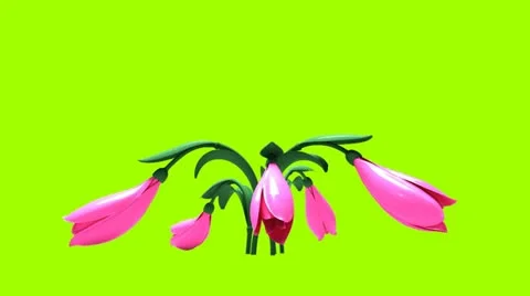 Flower Stock Footage 11520763