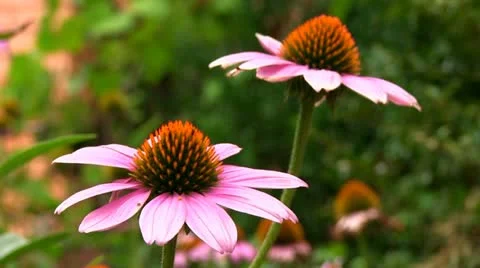 Flower Stock Footage 11521289