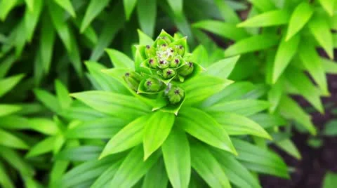 Flower Stock Footage 12044939