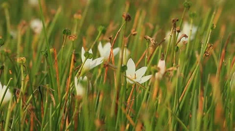 Flower Stock Footage 12182825