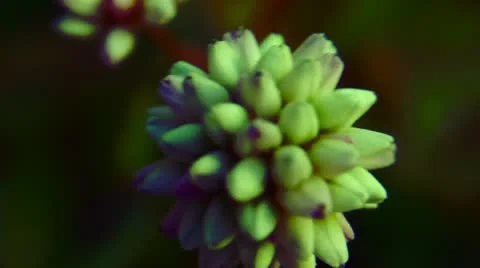 Flower Stock Footage 12465722