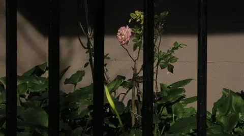 Flower Video stock 18555558