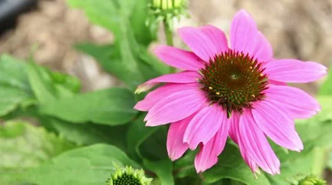Flower Stock Footage 22020359