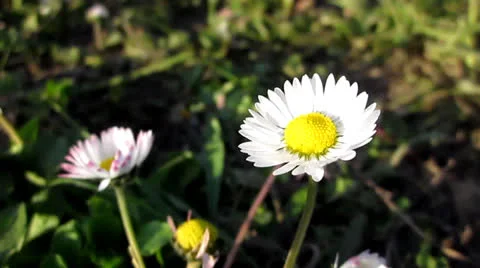 Flower Stock Footage 22663168