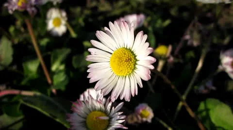 Flower Stock Footage 22663174