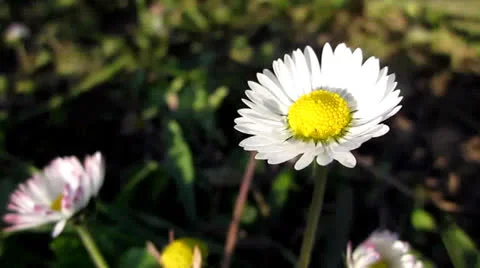 Flower Stock Footage 22663176