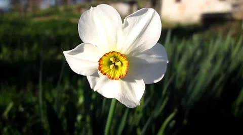 Flower Stock Footage 22663180