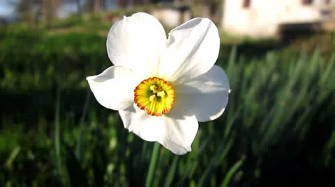 Flower Stock Footage 22663181