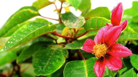 Flower Stock Footage 22935665