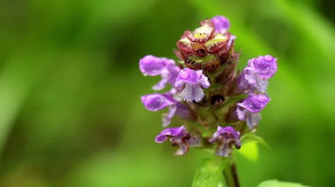Flower Stock Footage 25569583