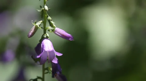 Flower Stock Footage 25601205