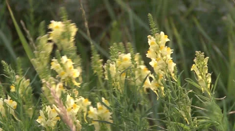 Flower Vídeo Stock 25961840