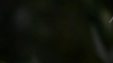 Flower Stock Footage 27456424