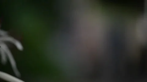 Flower 库存影片 27456488