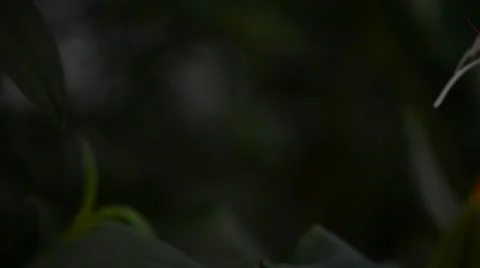 Flower 库存影片 27456536