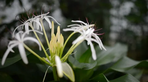 Flower Vidéo 27456597