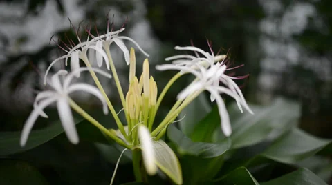 Flower 库存影片 27456657