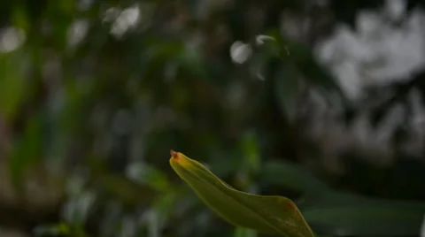 Flower 库存影片 27456727