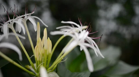 Flower 库存影片 27456747