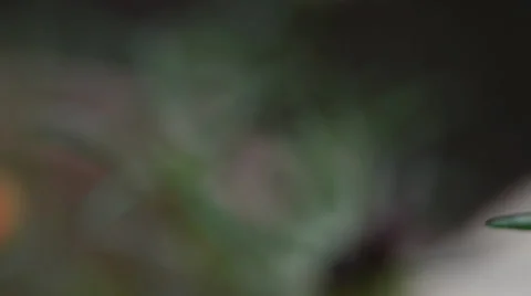 Flower 库存影片 27496131