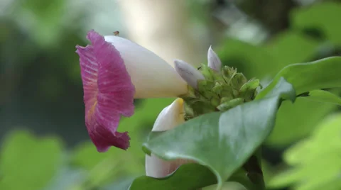 Flower Stock Footage 32282611