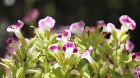 Flower Stock Footage 34308166