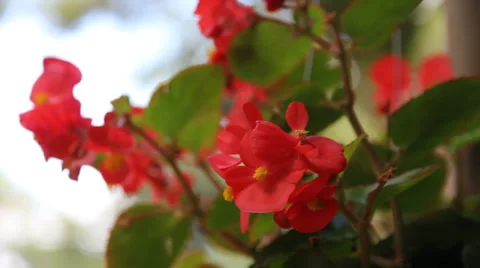 Flower Stock Footage 34312809