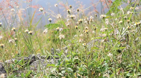 Flower Stock Footage 34491619