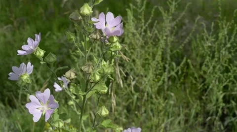 Flower Stock Footage 52443269