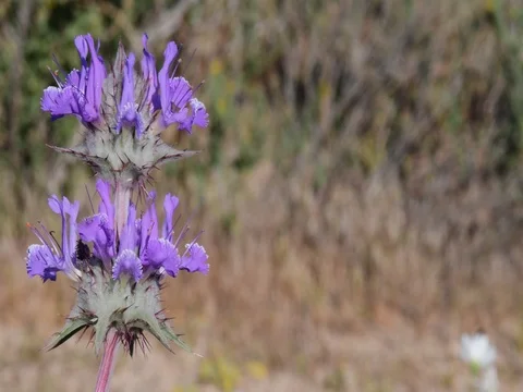 Flower Stock Footage 76493633