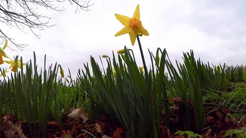 Flower Stock Footage 77230851