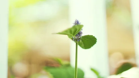 Flower Stock-Footage 78989058