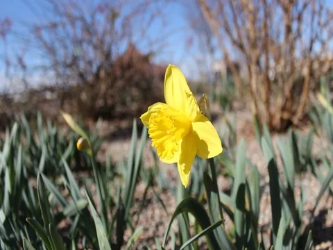 Flower Video stock 80933345