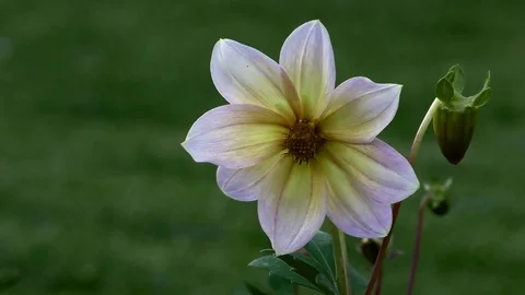 Flower 스톡 동영상 82343096