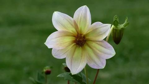 Flower 스톡 동영상 82343179