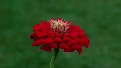 Flower 動画素材 82343240